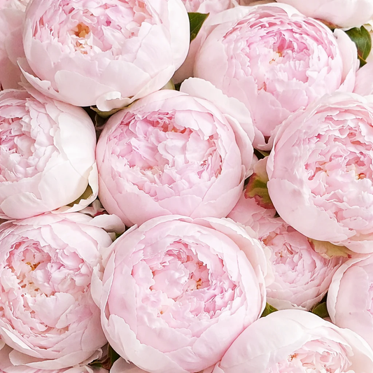 Pink Peony Candle