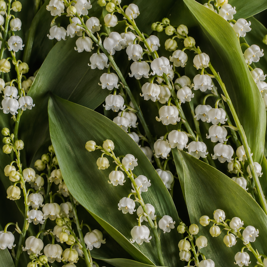 Lily of the Valley Candle